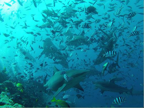 Broadreach Fiji Shark Feeding