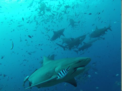 Broadreach Fiji Sharks is Hungry